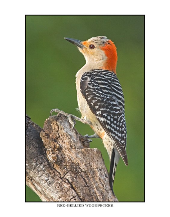 1683 red-bellied woodpecker.jpg